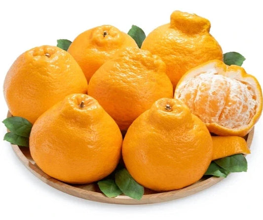 2,000+ Dekopon Orange Seeds (Citrus reticulata) – Premium Sumow Mandarins & Rare Japanese Citrus Fruit Tree Seeds for Planting