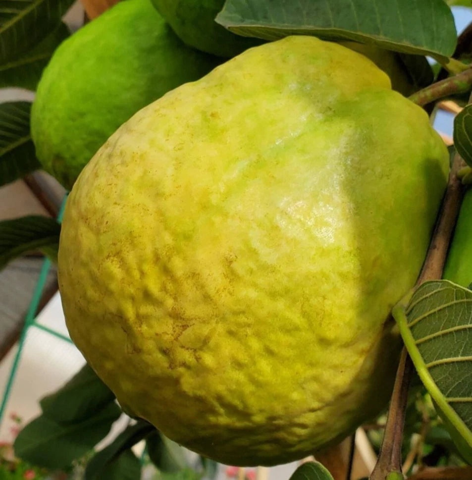 Red Diamond Guava Seeds (Psidium guajava) – 250+ Premium Rare Seedless-Type Crisp Ruby-Red Guava Seeds