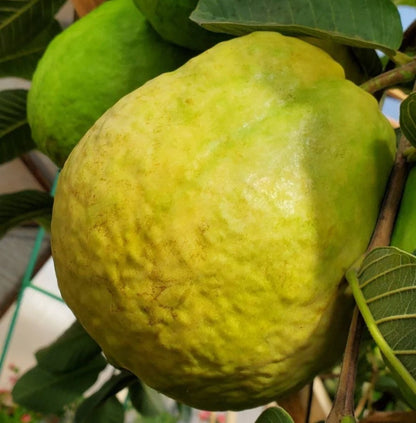 Red Diamond Guava Seeds (Psidium guajava) – 250+ Premium Rare Seedless-Type Crisp Ruby-Red Guava Seeds