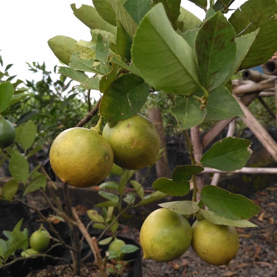 Meyer Lemon Seeds (Citrus x meyeri / 500+ Aromatic Citrus Fruit Tree Seeds) – Premium Exotic Botanical Specimen Plant Seeds for Planting