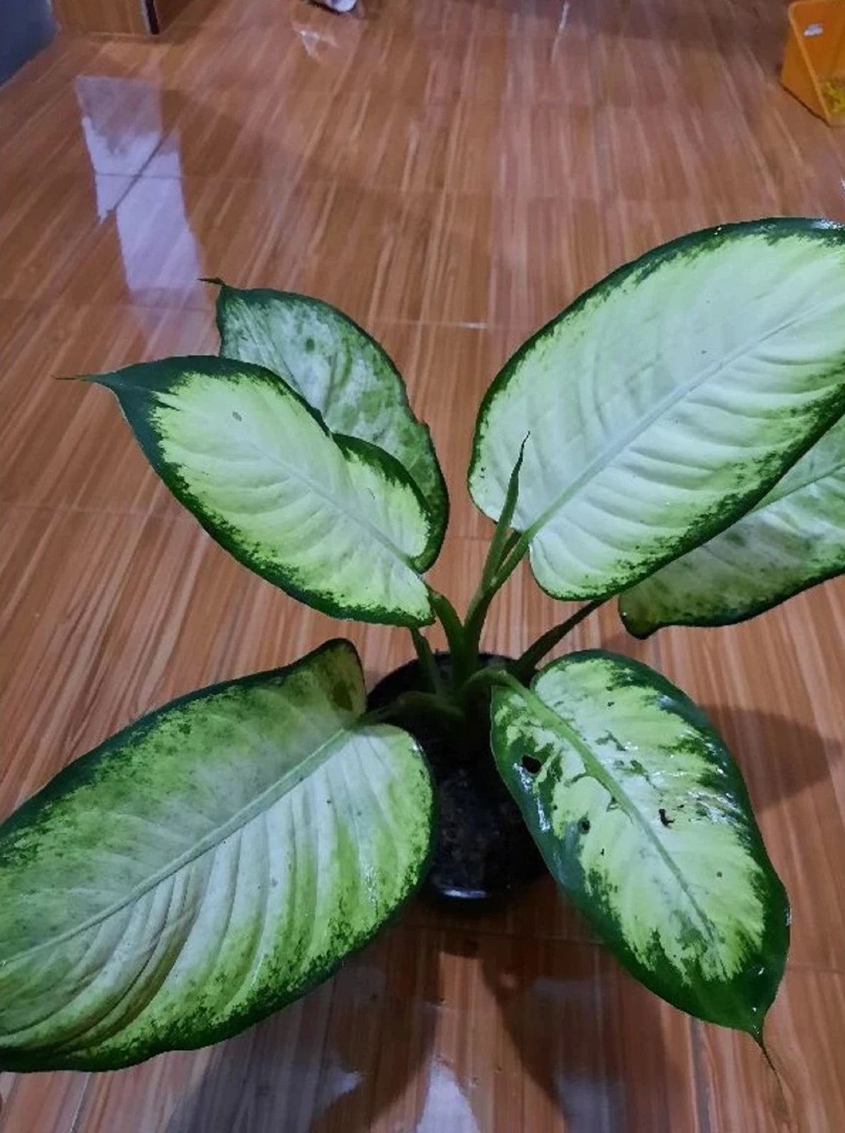 Rare Dieffenbachia Tropic Marianne - Premium Tropical Indoor Houseplant Lush Foliage Plant