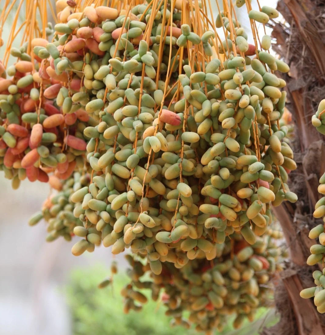 Safawi Date Palm Seeds (Phoenix dactylifera 'Safawi') – 35 pcs Premium Fresh Rare Sweet Safawi Date Seeds