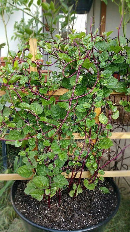 Premium Binahong Heartleaf Madeiravine Seeds (Anredera cordifolia) – High-Vigor Ancient Medicinal Climber Seeds for Planting (500+ Count Bulk Parcel)