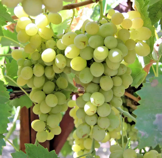 Cotton Candy Table Grape Seeds (Vitis vinifera var. Cotton Candy / 100+ Premium Sweet Exotic Fruit Seeds) – Premium Botanical Specimen Plant Seeds for Planting