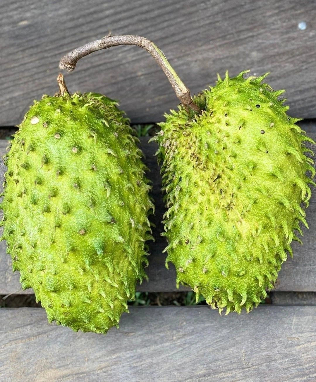 Bulk Brazilian Sweet Soursop Seeds (Annona muricata) – 100+ Premium Fresh Rare Gourmet Low-Acid Sweet Graviola Seeds for Planting