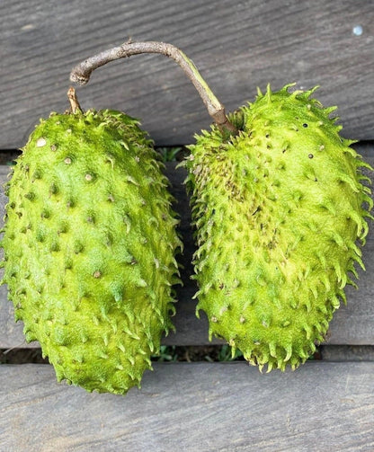 Bulk Brazilian Sweet Soursop Seeds (Annona muricata) – 100+ Premium Fresh Rare Gourmet Low-Acid Sweet Graviola Seeds for Planting