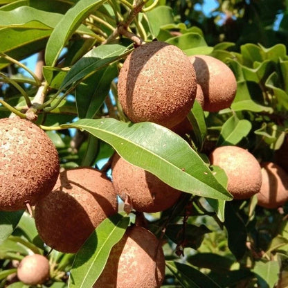 Manila Sapodilla Seeds (Manilkara zapota) – 35+ Premium Rare Sweet Sawo Manila Chikoo Seeds