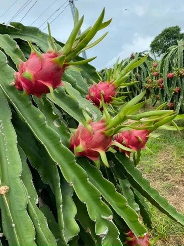 White Dragon Fruit Seeds (Hylocereus undatus) – 5.000+ Premium Vietnamese White Seeds