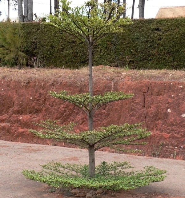 Premium Golden Terminalia Seeds (50++ pcs) - Fast Growing Terminalia mantaly var. Tricolor Shade Tree