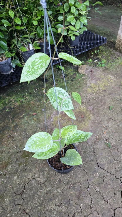 Rare Hoya Glabra Snowflake (Medium Size) - Premium Real Picture Exotic Tropical Wax Plant