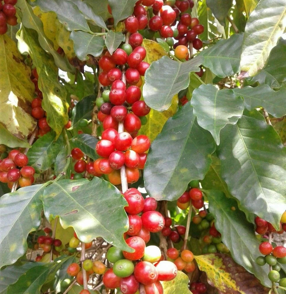Geisha Panama Coffee (Coffea arabica) – 120+ Premium Estate Seeds