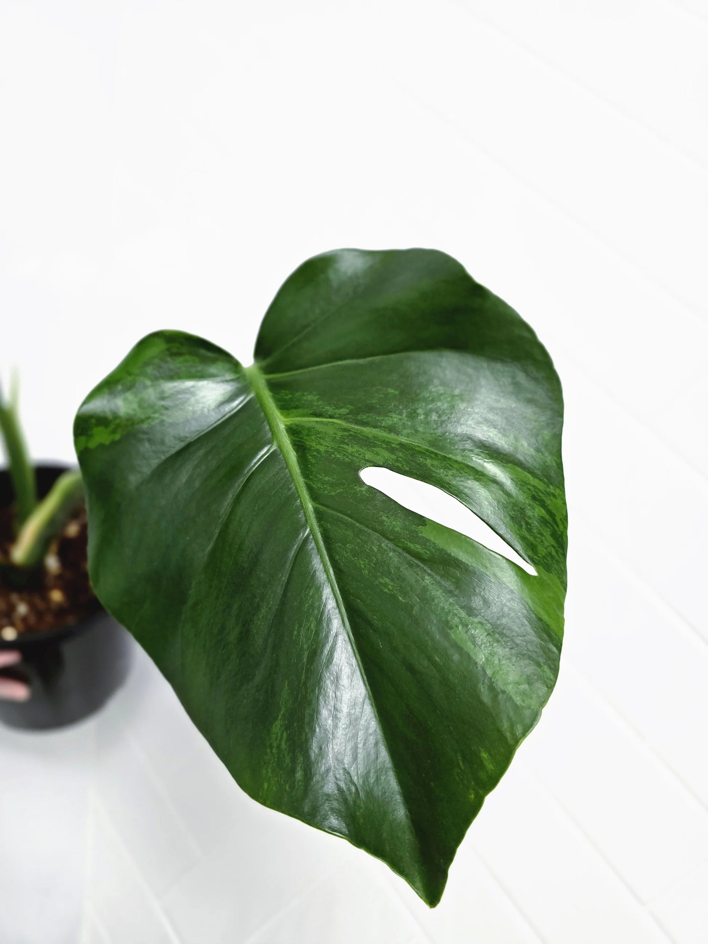 Monstera Sport Variegated Green on Green 1 Leaf | Rare GoG Monstera | Tropical Indoor Outdoor Plant