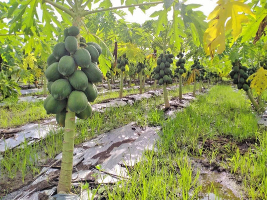 1,000+ Dwarf Indian Pusa Papaya Seeds (Carica papaya) | Fast Fruiting | Compact Tropical Fruit Plant