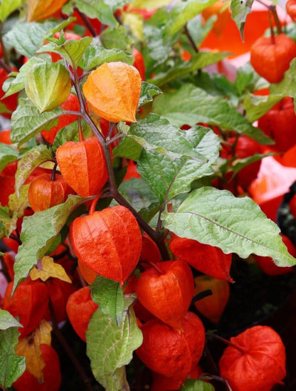 Bulk Red Groundcherry Ciplukan Seeds (Physalis peruviana var. rubra) – 250+ Premium Fresh Rare Exotic Sweet Red Cape Gooseberry Seeds for Planting
