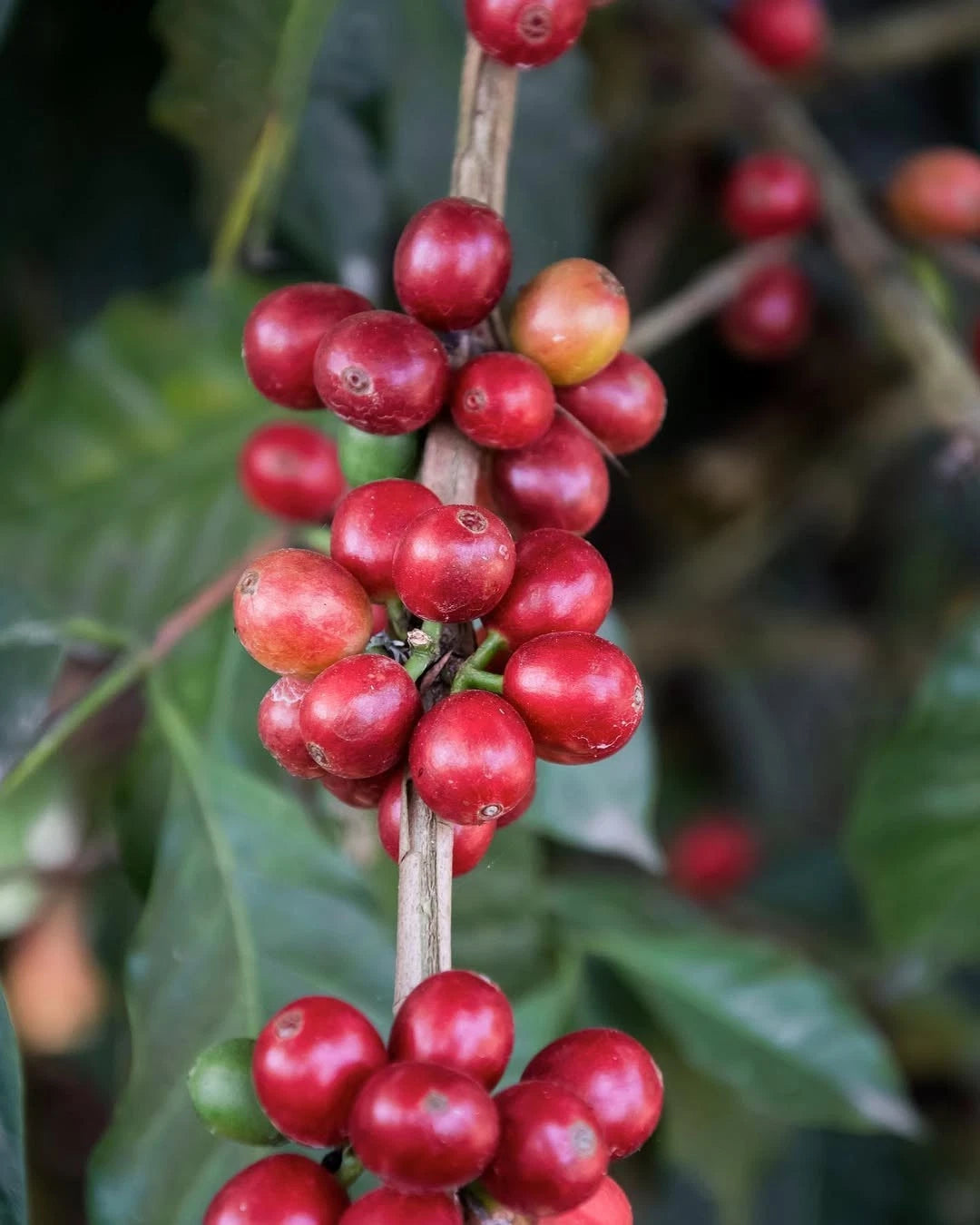 Pagar Alam Coffee Seeds (Coffea arabica) – Bulk Heirloom South Sumatra Highland Specialty Coffee Beans for Planting