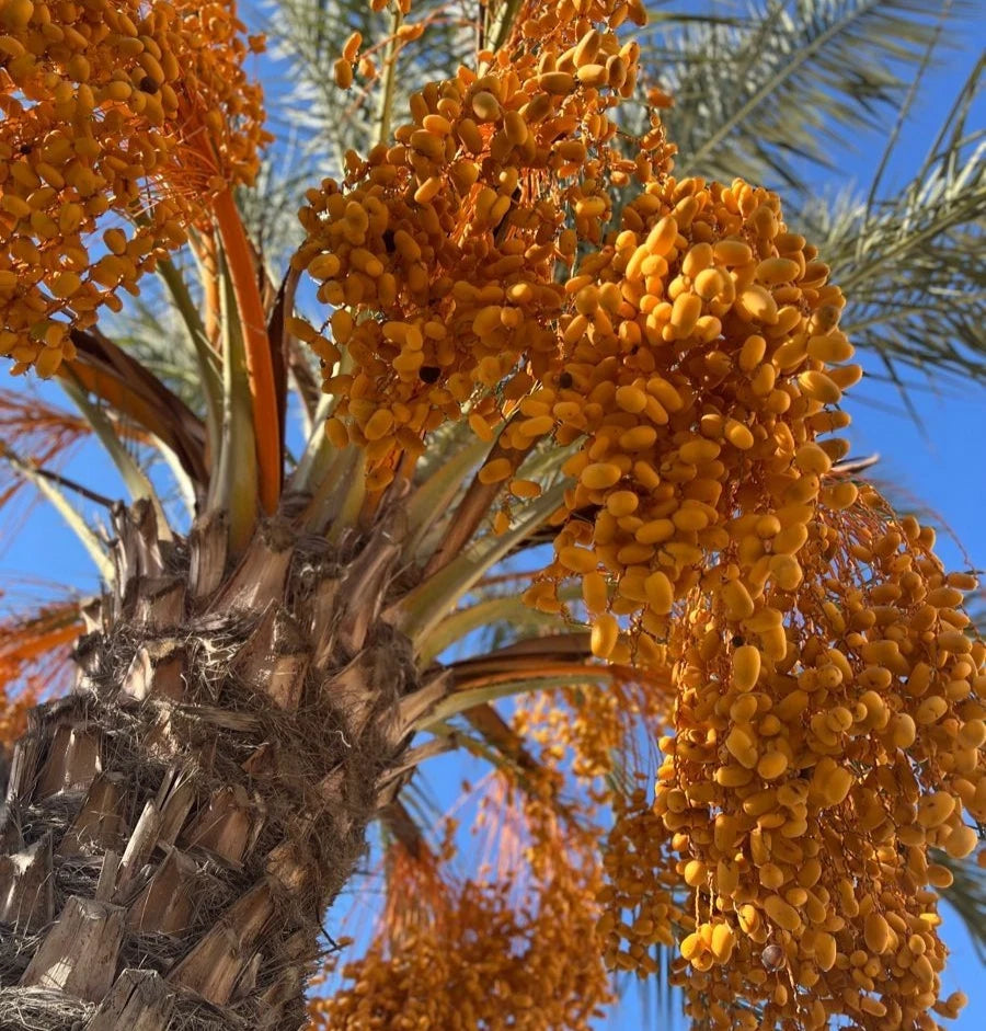 Nabtat Ali Date Palm Seeds (Phoenix dactylifera 'Nabtat Ali') – 35 pcs Premium Fresh Rare Honey-Sweet Golden Yellow Date Seeds