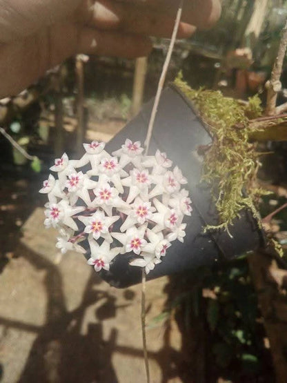 Hoya Dolichosparte Red Leaves Rare Tropical Indoor Outdoor Wax Plant – Premium Red-Tinged Foliage Wax Plant Climbing & Trailing Vine Specimen for Indoor & Outdoor Display
