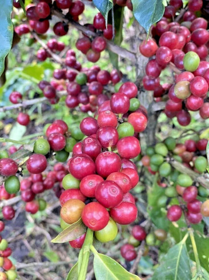 Geisha Green Tip Coffee Seeds 2,000+ (Coffea arabica var. Gesha) – Bulk Rare Highland Specialty Coffee Beans for Planting