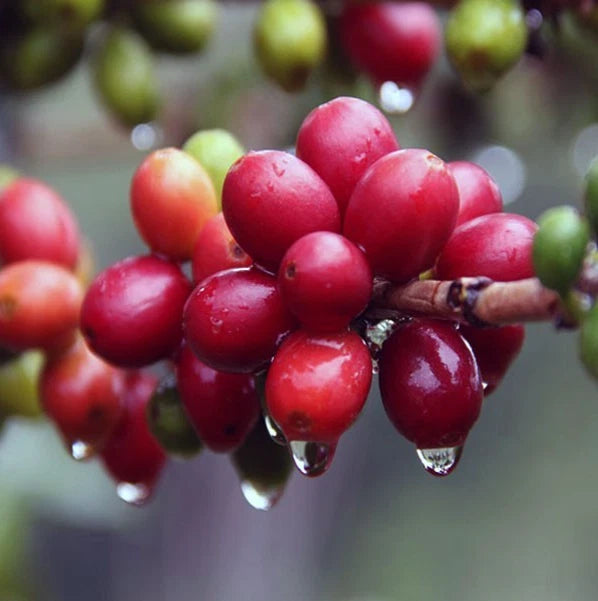BP542A Coffee Seeds (120+ Bulk Seeds, Coffea canephora var. BP542A) – Elite Indonesian Robusta High-Yield Gourmet Coffee Bean Plant Seeds for Planting