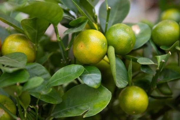 Calamansi Orange Seeds (Citrus × microcarpa) – 30++ Premium Fresh Sweet-Tart Calamondin Lime Seeds for Planting