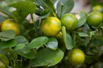 Calamansi Orange Seeds (Citrus × microcarpa) – 30++ Premium Fresh Sweet-Tart Calamondin Lime Seeds for Planting