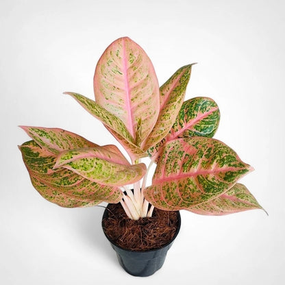 Aglaonema 'Harley Queen' - Edgy & Sophisticated Tropical Houseplant