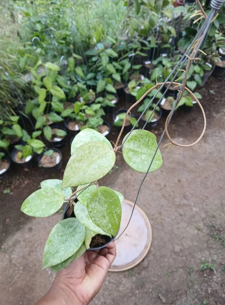 Hoya Parasitica sp. Nganjuk Silver Splash – Rare Tropical Indoor Outdoor Wax Plant Specimen (Rooted Cutting / Plant)