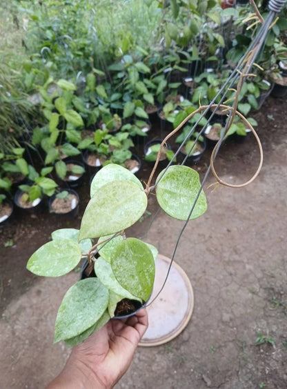Hoya Parasitica sp. Nganjuk Silver Splash – Rare Tropical Indoor Outdoor Wax Plant Specimen (Rooted Cutting / Plant)