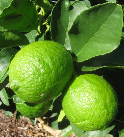 Persian Lime (Citrus latifolia) – 100+ Premium Seeds (Tahiti Lime)