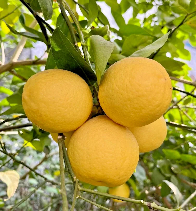 Sweet Lemon "Mitha Nimbu" (Citrus limetta) – 1000+ Premium Sweet Lime Planting Seeds