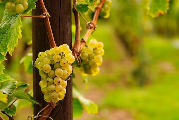 Riesling Grape Seeds 100+ (Vitis vinifera) – Fresh Heirloom Wine Grape & Exotic Vineyard Fruit Plant Seeds for Cultivation