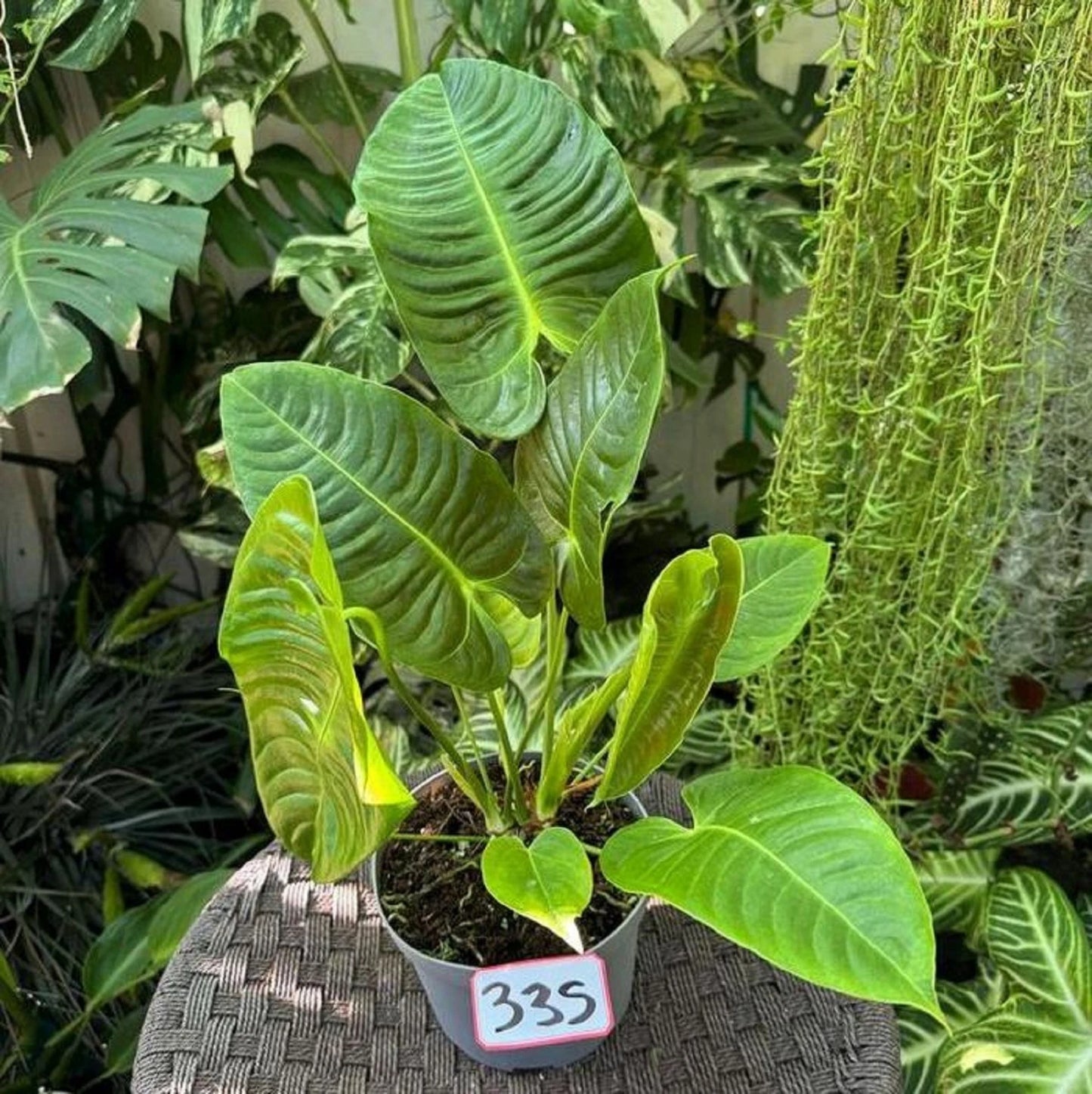 Anthurium veitchii (King Anthurium) – Magnificent Rare Tropical Specimen