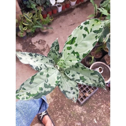 Aglaonema pictum 'Bicolor' - Rare Camouflage Chinese Evergreen