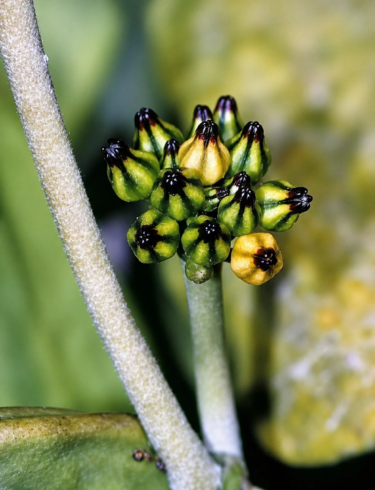 Rare Hoya Major (Dischidia) Live Plant - Premium Exotic Tropical Ant Plant Collector SpecimenRare Hoya Major (Dischidia) Live Plant - Premium Exotic Tropical Ant Plant Collector Specimen