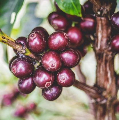 Sidra Purple Coffee Seeds (Coffea arabica var. Sidra) – Certified Heirloom Specialty Coffee Beans for Planting