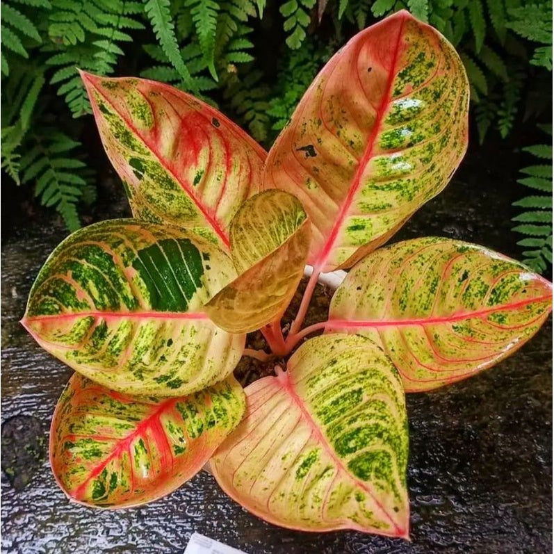 Aglaonema 'Romantic Love' - Charming & Unique Tropical Houseplant