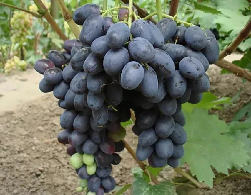 Lorano Grape Seeds 100+ pcs (Vitis vinifera 'Lorano') – Premium Certified Table and Wine Grape Vine Plant Seeds for Planting
