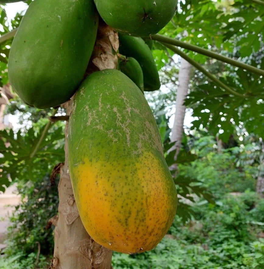 Red Carisya Papaya Seeds (Carica papaya 'Carisya') – 150+ Premium Fresh Sweet Personal-Sized Red Carisya Papaya Seeds