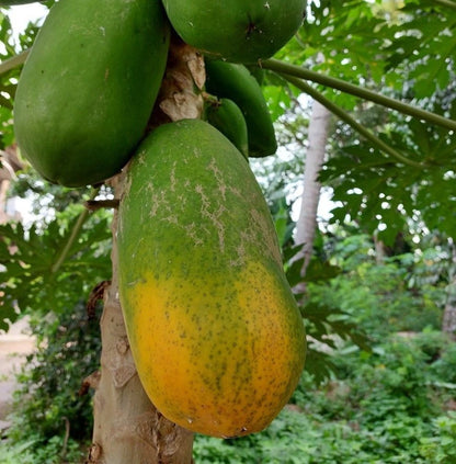 Red Carisya Papaya Seeds (Carica papaya 'Carisya') – 150+ Premium Fresh Sweet Personal-Sized Red Carisya Papaya Seeds