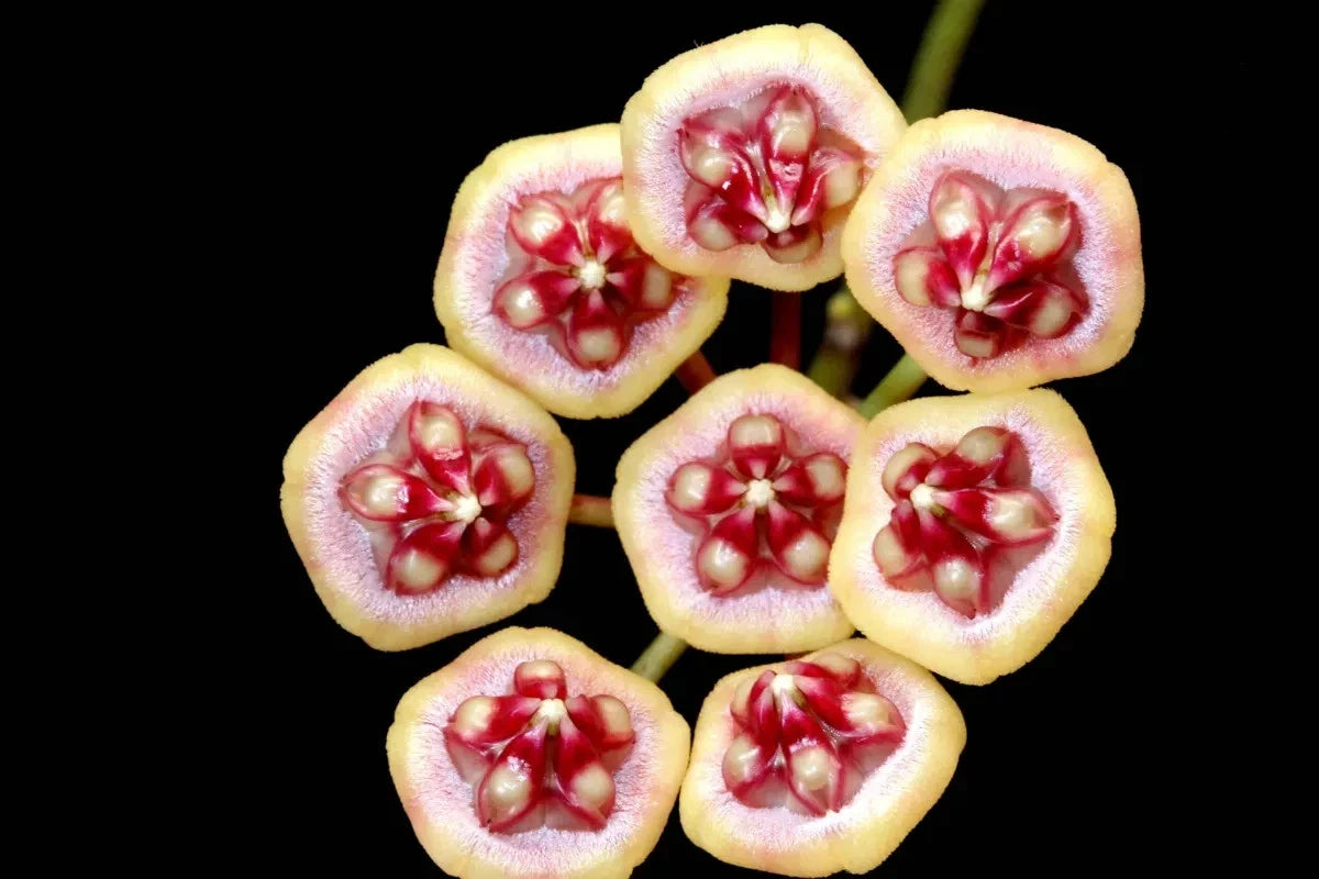 Hoya Benchaii Red Leaves Live Plant – Premium Certified Rare Tropical Indoor Outdoor Wax Plant Specimen for Planting