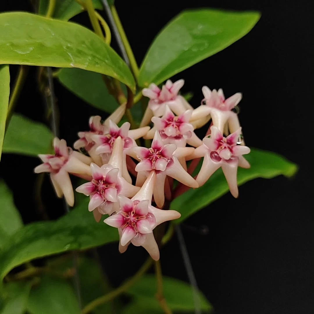 Hoya Darwinii - Rare & Exquisite Tropical Wax Plant