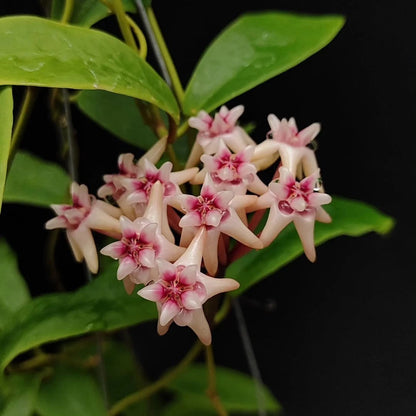 Hoya Darwinii - Rare & Exquisite Tropical Wax Plant