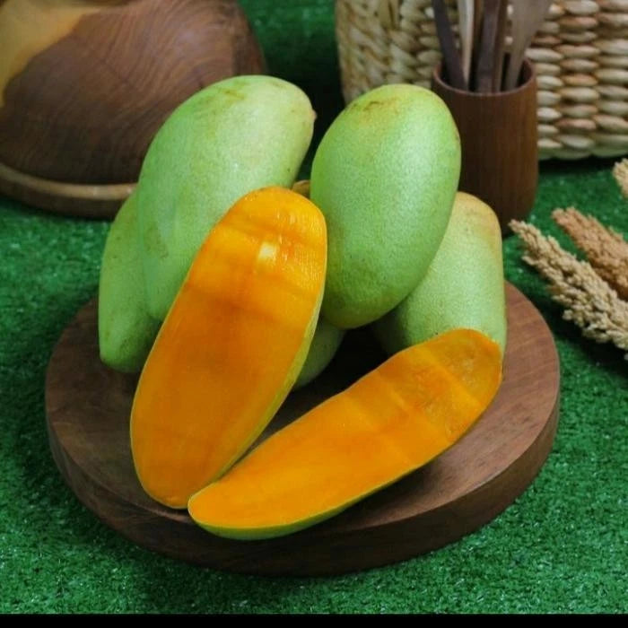 Premium Grafted Golek Mango Seedling - Fast Fruiting Tropical Fruit Plant