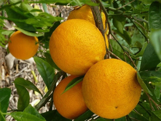 100+ Valencia Orange Seeds (Citrus sinensis) – Premium Sweet Citrus Fruit Tree & Juicing Orchard Seeds for Planting