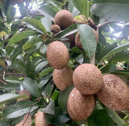 Chiku Centro Sapodilla Seeds (Manilkara zapota) – 35+ Premium Chikoo Seeds