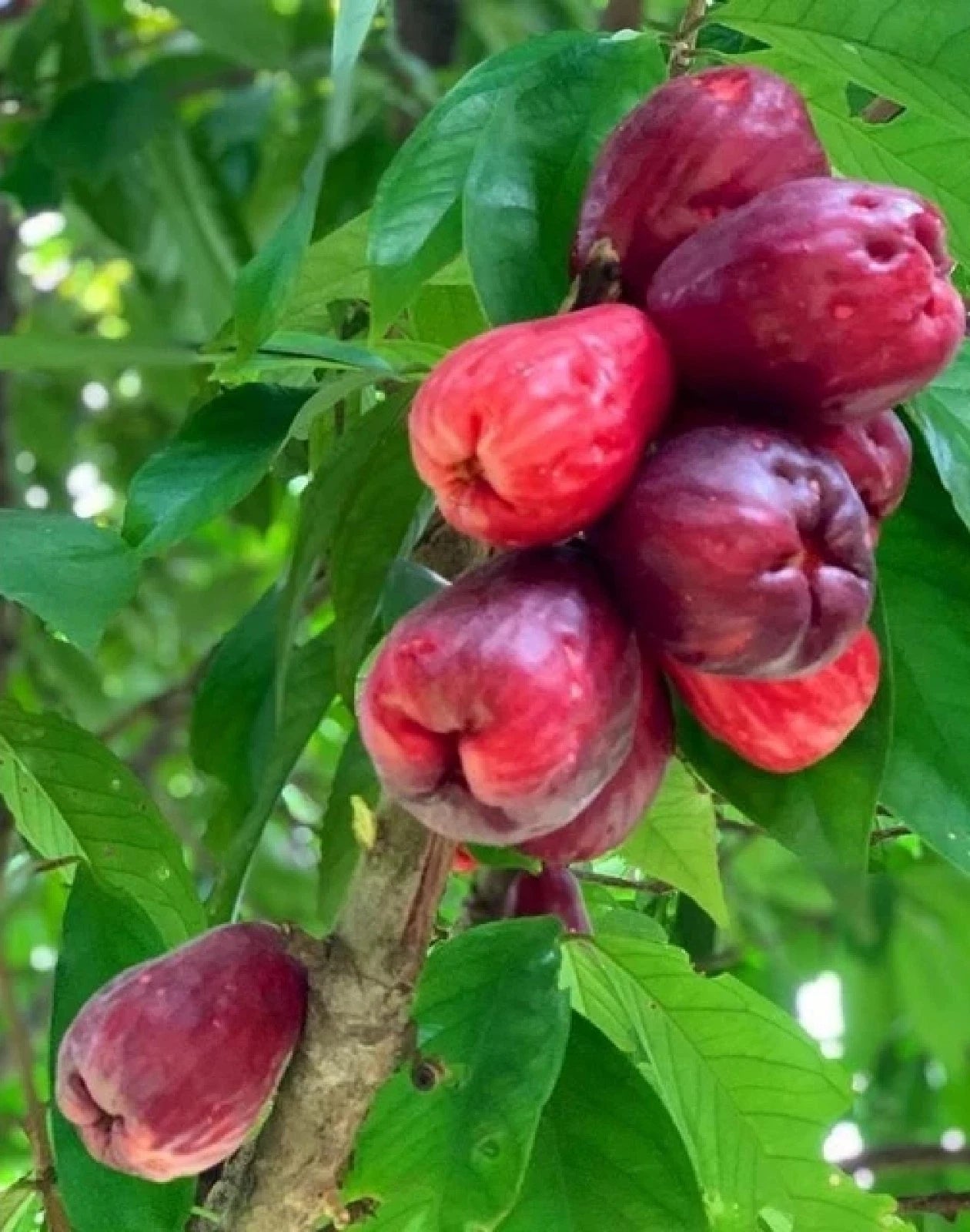 Jamaican Water Apple Fruit Tree - Grafted Rare Tropical Variety