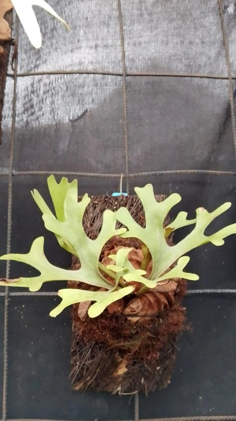 Rare Platycerium Ridleyi (Small) - Premium Exotic Tropical Staghorn Fern Live Plant