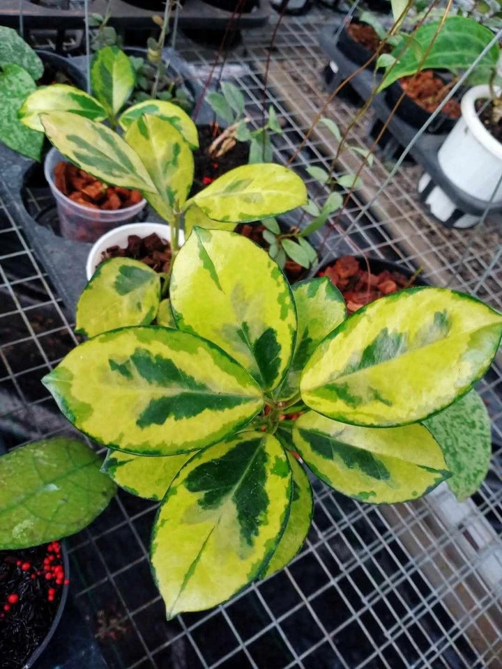 Hoya Australis Peacock Rare Wax Plant | Variegated Tropical Indoor Houseplant | Live Hoya Plant