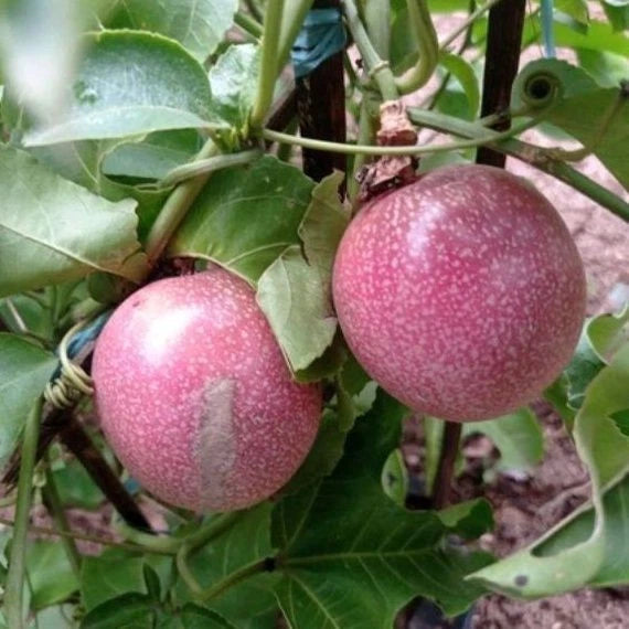 150+ Purple Passion Fruit Seeds (Passiflora edulis) – Premium Sweet & Tangy Tropical Passionfruit Vine Seeds for Planting