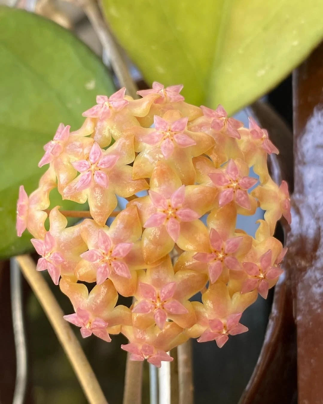 Hoya cv. Joy Rare Tropical Wax Plant Seeds – Exotic Climbing Vine & Epiphytic Foliage Plant Seeds for Planting